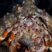 crab_anemone_shr_tam_h_0010_bal6383.jpg